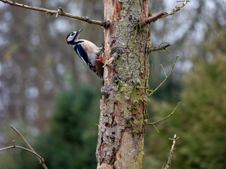 Buntspecht (Dendrocopos major)