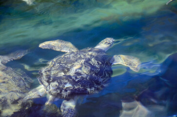 Obraz premium ウミガメ