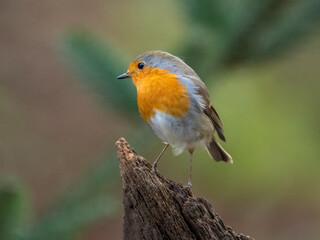 Rotkehlchen (Erithacus rubecula)