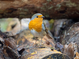 Rotkehlchen (Erithacus rubecula)