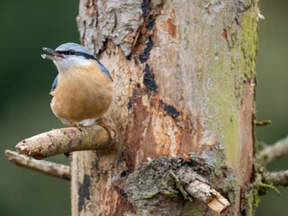 Kleiber (Sitta europaea)