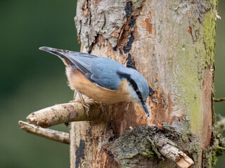 Kleiber (Sitta europaea)