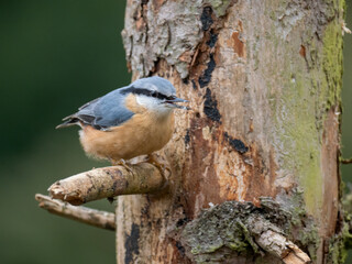 Kleiber (Sitta europaea)