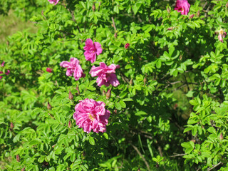 pink rosehip blooms in spring