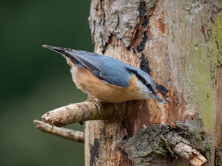 Kleiber (Sitta europaea)