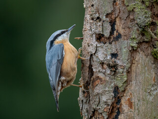 Kleiber (Sitta europaea)