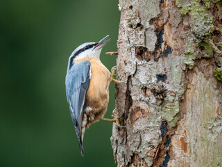 Kleiber (Sitta europaea)