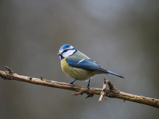 Blaumeise (Cyanistes caeruleu)