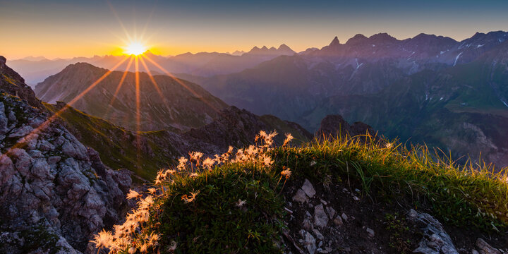 Germany, Bavaria, Allgaeu, Allgaeu Alps, Alpine pasque flower at sunrise