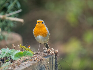 Rotkehlchen (Erithacus rubecula)