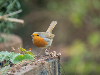 Rotkehlchen (Erithacus rubecula)