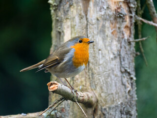 Fototapeta premium Rotkehlchen&nbsp;(Erithacus rubecula)