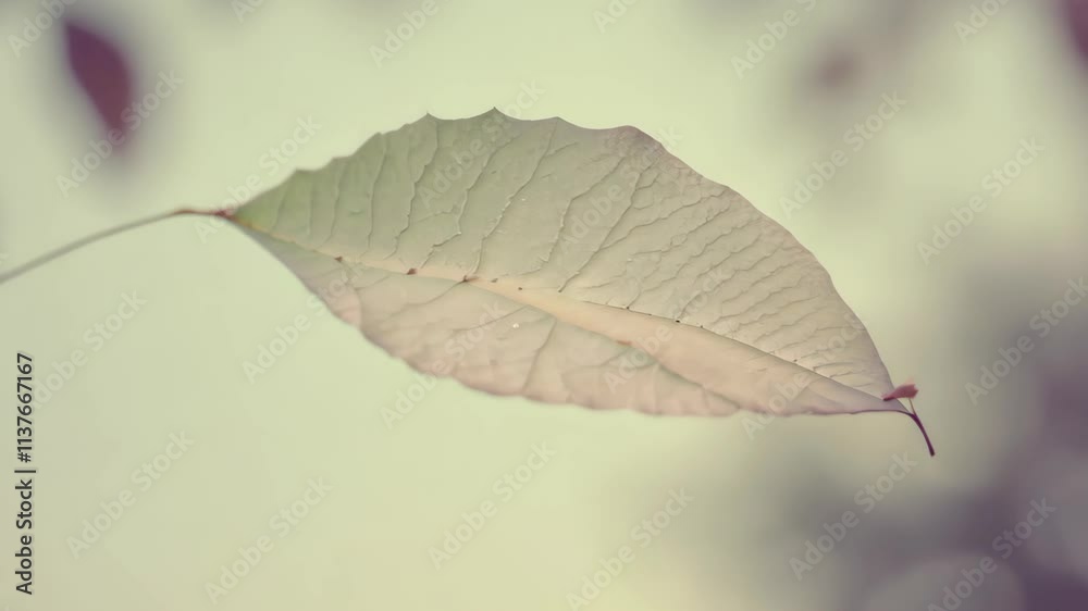 Poster floating leaf dances gracefully in the breeze against a serene background on a calm day