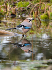 Eichelhäher (Garrulus glandarius)