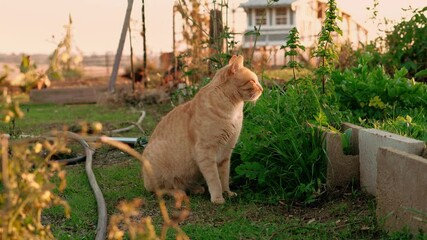 A curious farm Tabby Cat is relaxing in the garden. 4k video. Tabby cat looking around with free range chickens in the background.