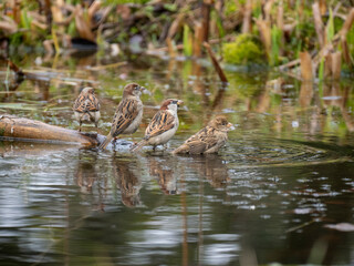 Haussperling (Passer domesticus)