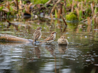 Haussperling (Passer domesticus)