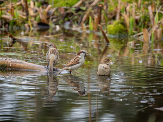 Haussperling (Passer domesticus)
