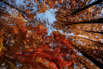 メタセコイヤとモミジの紅葉