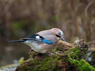 Eichelhäher (Garrulus glandarius)