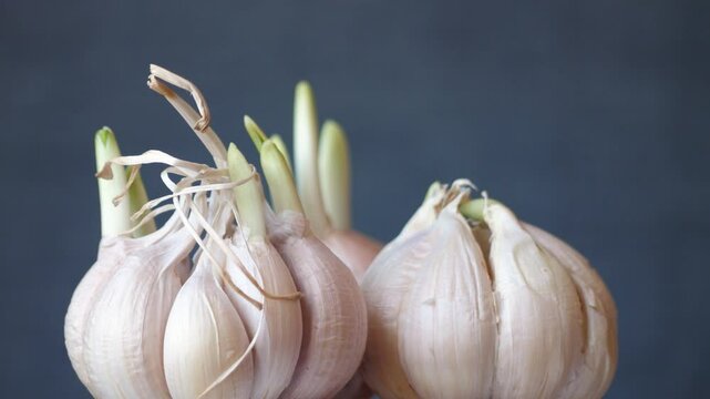 Studio shot of raw white garlic germination period for plantation