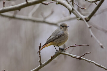 Phoenicurus Phoenicurus, Redstart Female, Side View, Detailed Close-up. Common redstart Perching on a Tree Branch. Spring Season, Romania Wildlife 
