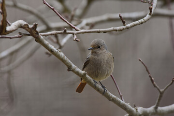 Detailed Close-up of a Female Common redstart, Phoenicurus Phoenicurus, Perching on a Tree Branch in Early Spring Season, Romania Wildlife 