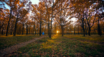 Fototapeta premium Beautiful sunset on a path in an oak forest in autumn, a figure of a woman in a blue jacket on the path, sun rays breaking through the branches.