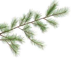 Obraz premium A delicate branch of green pine needles extends diagonally across the frame isolated on a pure transparent background for design.