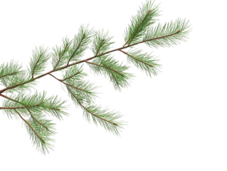 Pine branches isolated against a transparent background, ideal for seasonal decor, nature-themed designs, or botanical illustrations.
