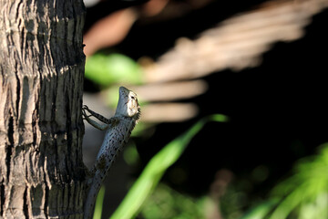 The chameleon was holding onto a coconut tree and staring suspiciously at me.