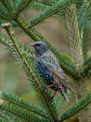 Star (Sturnus vulgaris)