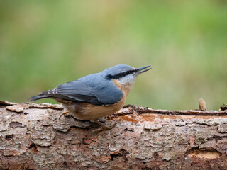 Kleiber (Sitta europaea)   