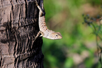 The chameleon was holding onto a coconut tree and staring suspiciously at me.