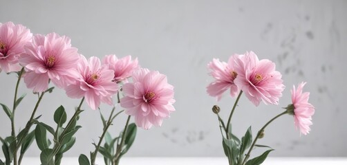 Pink blooms in a row on a simple white background, blooms, background
