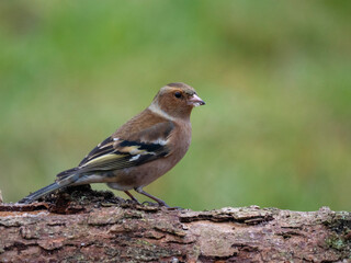 Buchfink (Fringilla coelebs)