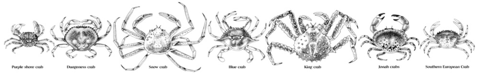 Edible types of crabs vector illustration © Marina Gorskaya