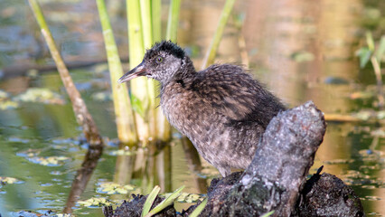 black winged teal