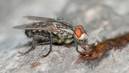 close up of a fly