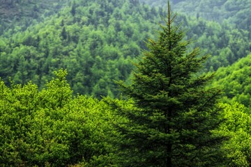 Capri - Italy. Beautiful simple AI generated image