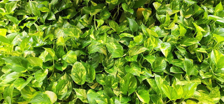 Devil's ivy is a climbing plant with yellowish-green, heart-shaped leaves that grows on soil covered with coconut husks.Scindapsus aureus is plant with aerial roots and will grow fast.trunk crawls.
