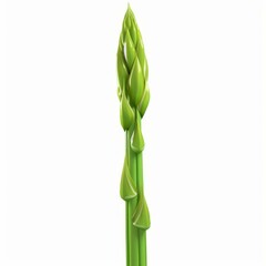 Single glossy asparagus spear growing vertically against a white background