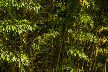  bamboo forest or bamboo grove with bushes