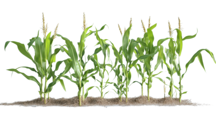 Collection corn plan isolated on transparent background for garden design.