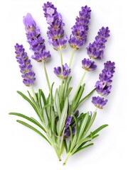 Fototapeta premium Arrangement of vibrant purple lavender sprigs on a white background, perfect for aromatherapy or decoration