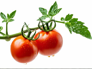 tomatoes on branch