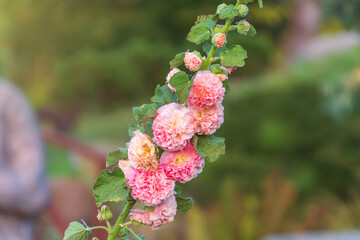 Beautiful pink flowers of Alcea rosea in the garden. the common hollyhock.