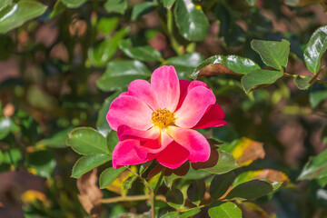 Beautiful pink flowers of Rosa pendulina in the garden. the Alpine rose, mountain rose.