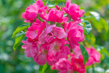 Fototapeta premium Beautiful pink flowers of Rosa pendulina in the garden. the Alpine rose, mountain rose.