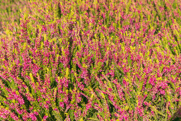 Pink flowers Calluna vulgaris. Floral background. common heather, ling